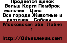 Продается щенок Вельш Корги Пемброк мальчик › Цена ­ 65 000 - Все города Животные и растения » Собаки   . Московская обл.,Лобня г.